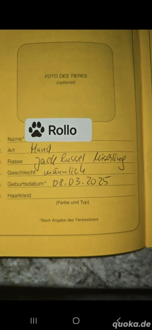 Jack Russel Mix zu vermitteln 