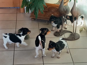 Jack Russell Welpen (Hündin und Rüde)
