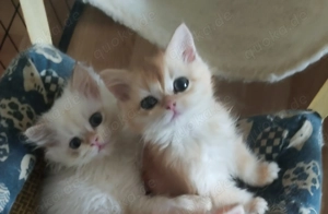 Kätzchen BKH Bild 3