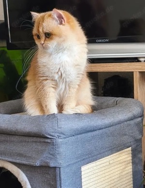 Kätzchen BKH Bild 7