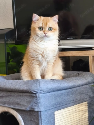 Kätzchen BKH Bild 6