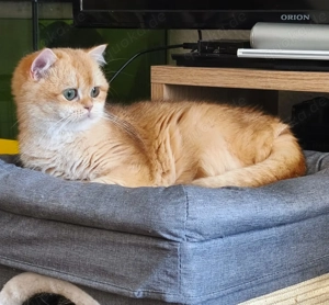 Kätzchen BKH Bild 8