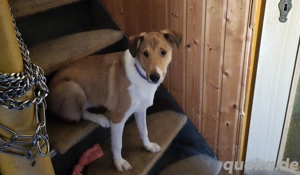 Jack Russel Mix zu vermitteln 