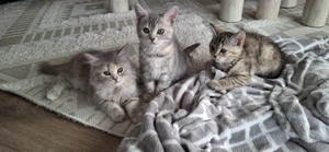 Bkh Kitten,Abholbereit..Britisch Kitten