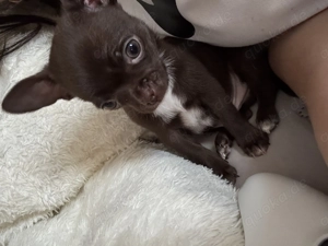 Chihuahua Welpe 
