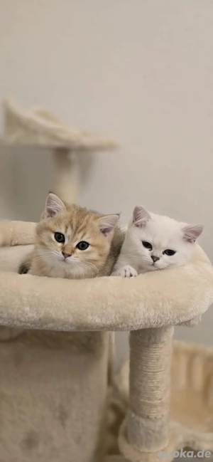 BKH-Kitten Geschwister