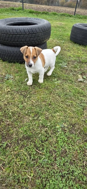 Jack Russell Welpe zu verkaufen, Rüde
