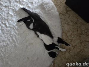 Katze Britisch Scotch Mix 