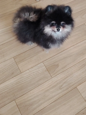 Pomerania Zwergspitz Reinrassig!