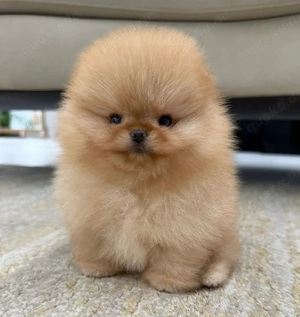 Mini Pomeranian Welpen (5)