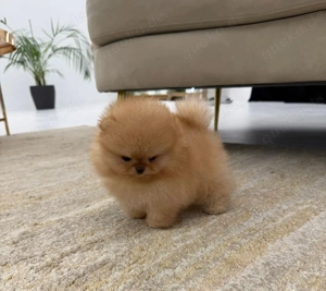 Qqw Mini Pomeranian Welpen Ready 