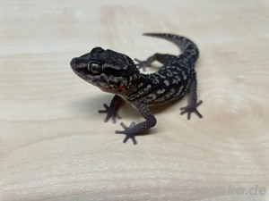 1.1 Paroedura picta Madagaskar-Großkopfgecko