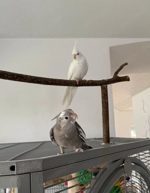 2 handzahme Nymphensittiche (ca. 10 Monate alt)