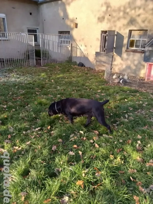 Cane Corso Hündin