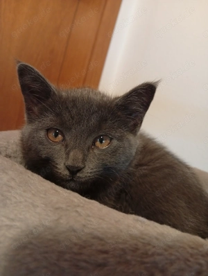 Zuckersüßes Kätzchen such liebevolles Zuhause  Bild 3