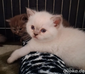 Britsch kurzhaar kätzchen