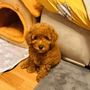 Pudel Toy Rüde  Bild 2