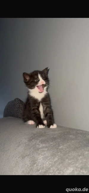 Zwei süße Babykatzen abzugeben   schwarz & schwarz-weiß Kätzchen suchen neues Zuhause