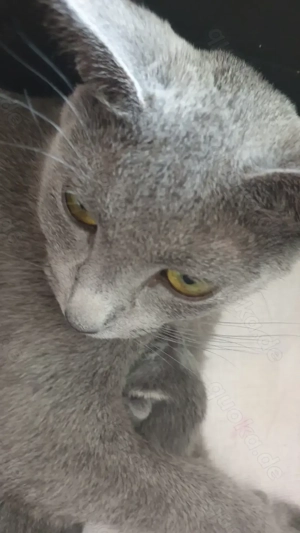 Russisch Blau russische Linie