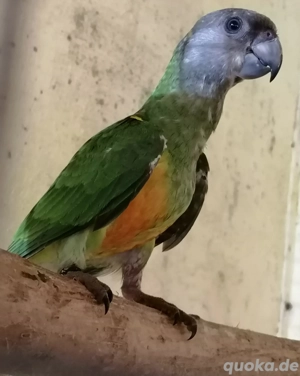 Mohrenkopfpapagei Senegal Handaufzucht