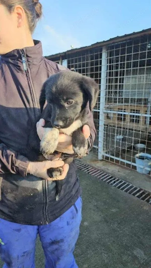 bezauberndes, kleines, wunderschönes Welpenmädchen "Sassi" sucht ein liebevolles Zuhause  Bild 6