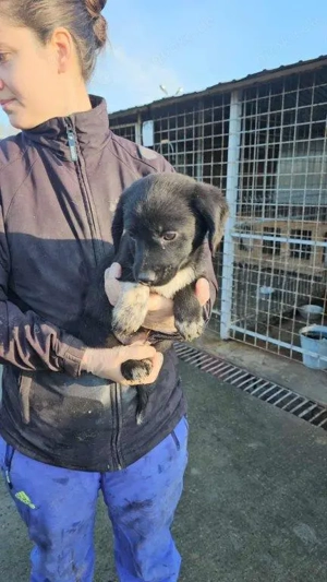 bezauberndes, kleines, wunderschönes Welpenmädchen "Sassi" sucht ein liebevolles Zuhause  Bild 3