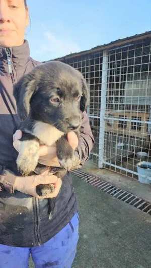 bezauberndes, kleines, wunderschönes Welpenmädchen "Sassi" sucht ein liebevolles Zuhause  Bild 5