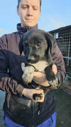 bezauberndes, kleines, wunderschönes Welpenmädchen "Sassi" sucht ein liebevolles Zuhause  Bild 4