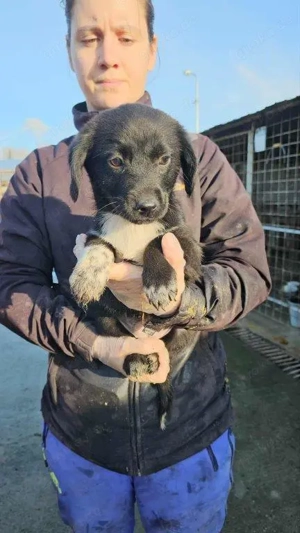 bezauberndes, kleines, wunderschönes Welpenmädchen "Sassi" sucht ein liebevolles Zuhause  Bild 2