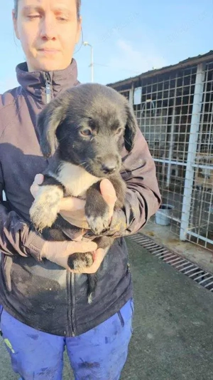 bezauberndes, kleines, wunderschönes Welpenmädchen "Sassi" sucht ein liebevolles Zuhause  Bild 8