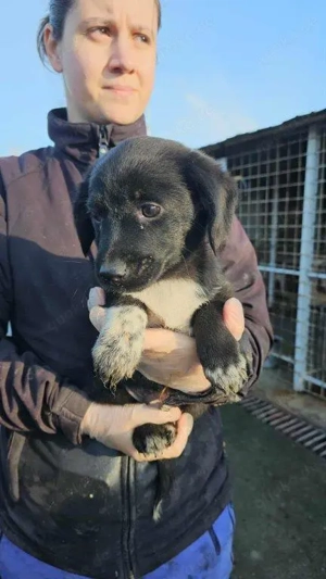 bezauberndes, kleines, wunderschönes Welpenmädchen "Sassi" sucht ein liebevolles Zuhause  Bild 7