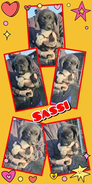 bezauberndes, wunderschönes Welpenmädchen "Sassi" sucht ein liebevolles Zuhause 