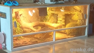 Citrus Farbender Bartagame mit Terrarium und Zubehör 