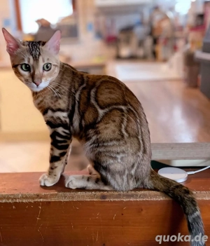 Bengal Katze 