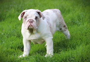 New English bulldog Old English bulldog 