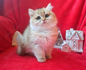 Bkh black golden shaded kitten mädchen und Jungen 