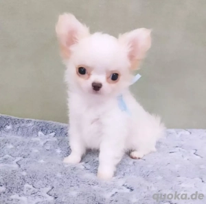 Superniedliche Chihuahua-Welpen zu verkaufen. 