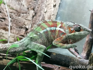 Pantherchamäleon Furcifer pardalis