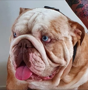 English bulldog Deckrüde 