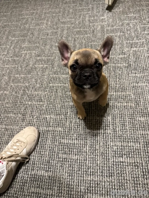 Französische Bulddogge