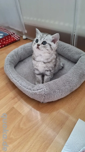 Reinrassige BKH Kitten 