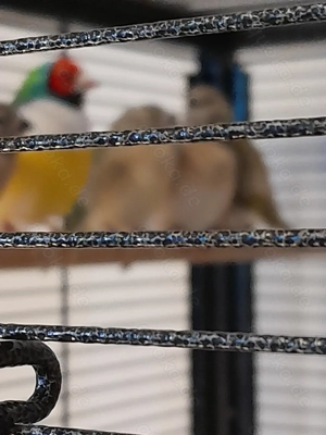 Sehr schöne Goulds Jungtiere RK mit Weißbrust 