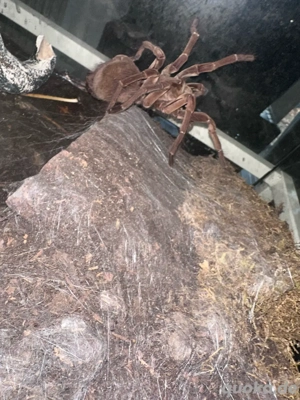 theraphosa stirmi adult weibchen