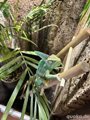 Jemenchamäleon 1.0 Bild 2