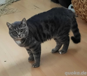 Junger Kater sucht ein Zuhause 