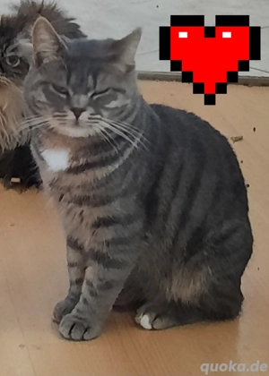 Junger Kater sucht ein Zuhause  Bild 2