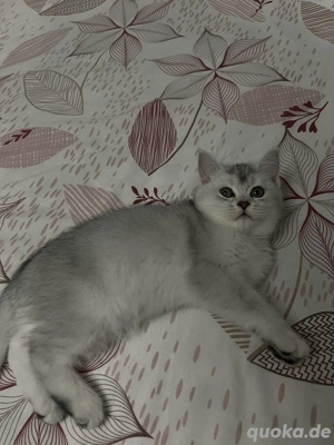 Wunderschönes British kurzhaare Kätzchen, 3 Monate alt Bild 4