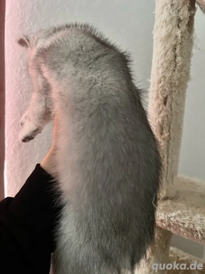 Wunderschönes British kurzhaare Kätzchen, 3 Monate alt Bild 3