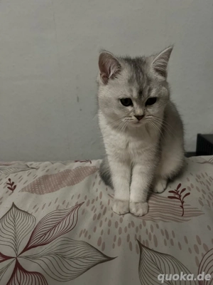 Wunderschönes British kurzhaare Kätzchen, 3 Monate alt Bild 2