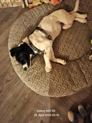 Mischlings Rüde zu verkaufen